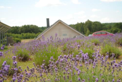 a field of purple flowers in front of a house at Lavender Village in Kiemeliai