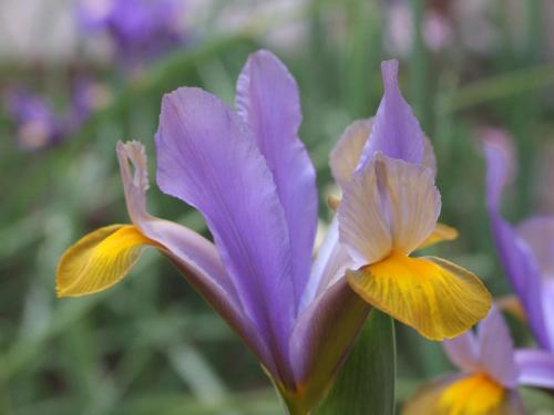 un grupo de flores púrpuras y amarillas en Il Giardino Degli Iris, en Alghero