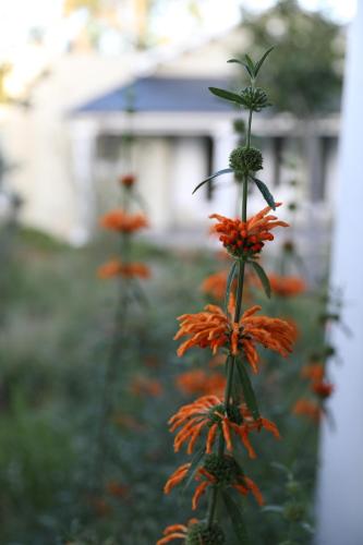 a group of orange flowers in a yard at The Royal Fischer Hotel in Bloemfontein