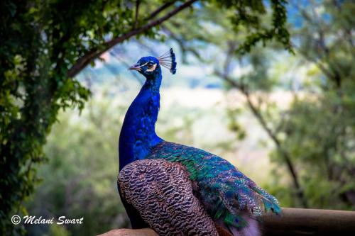 a peacock is standing on a persons hand at Shamba Yetu Mountain Lodge in Maanhaarrand