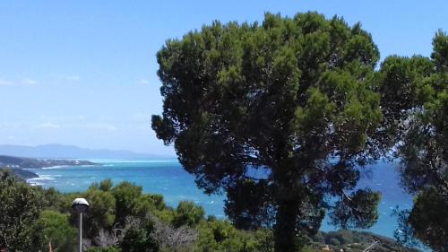 a tree on a hill overlooking the ocean at La Casa di Ulisse B&B in Quercianella
