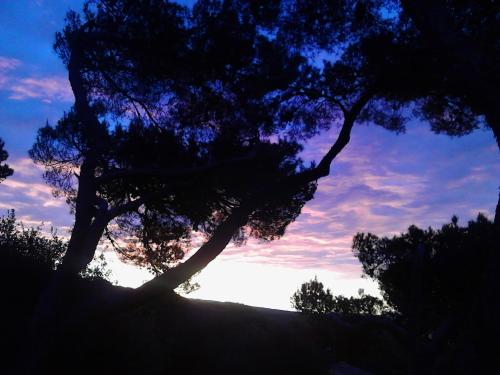 a silhouette of a tree with the sky in the background at La Casa di Ulisse B&B in Quercianella