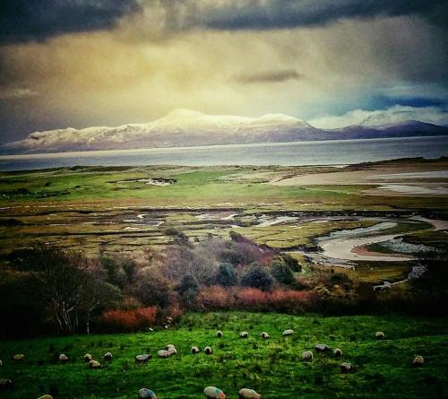 a herd of sheep grazing in a field with a river at McLoughlins Of Mulranny in Mulranny