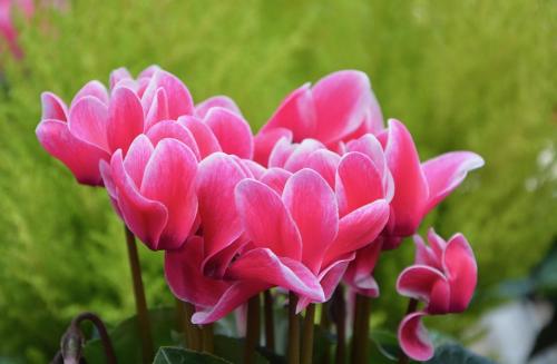 a group of pink flowers in a garden at Hotel Ciclamino in Riolo Terme