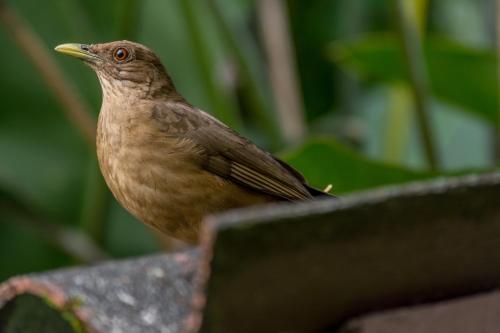 a brown bird sitting on top of a bench at Ara Ambigua Lodge in Sarapiquí