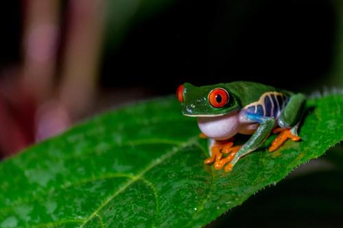 a frog sitting on top of a green leaf at Ara Ambigua Lodge in Sarapiquí