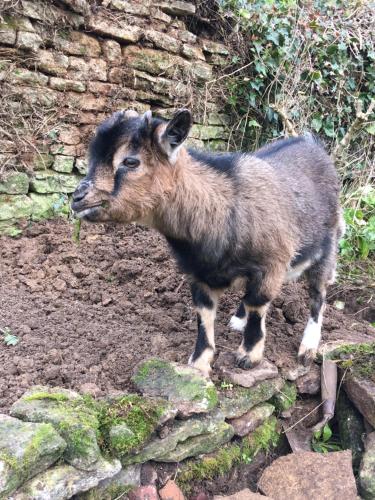 a baby goat standing next to a stone wall at Le mas Normand in Ver-sur-Mer