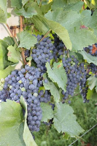 a bunch of purple grapes on a vine at Tourist Farm Pri Martinovih in Krška Vas