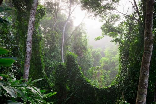 a misty forest in the rainforest with trees at Sharlynn by the River in Malanda