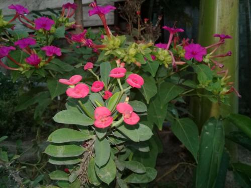 a bunch of pink flowers in a plant at Guest House Nena in Moyogalpa