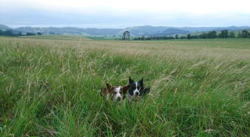 two dogs in the tall grass in a field at The Wattle Lodge in Glendon Brook