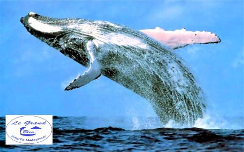 a dolphin is jumping in the water at Le Grand Bleu in Andilana