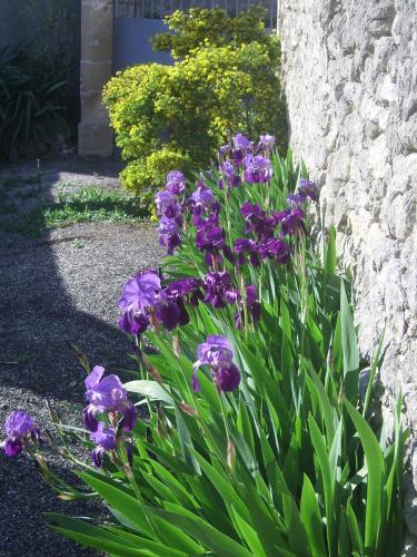 a bunch of purple flowers in front of a building at La Migrane in Villevieille