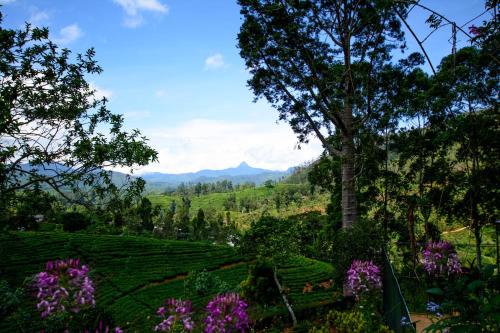 a view of a tea plantation in the hills at Governor's Mansion in Hatton