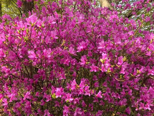 a bunch of pink flowers in a garden at kinugawaonsen Fukumatsu in Nikko