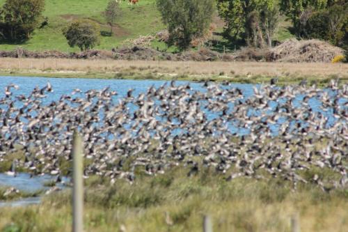 a flock of birds flying over a body of water at Refugio Pullao in Quilquico