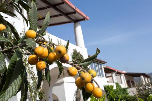 a bunch of oranges hanging from a tree at Hotel Residence Mendolita in Lipari