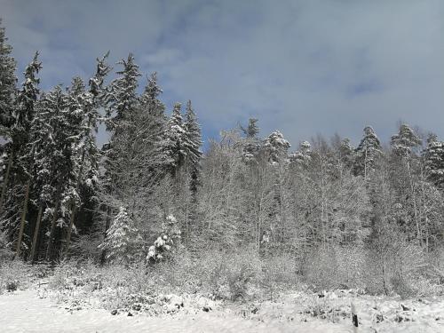 a group of trees with snow on them at Gästehaus Bacchus in Wachenheim an der Weinstraße