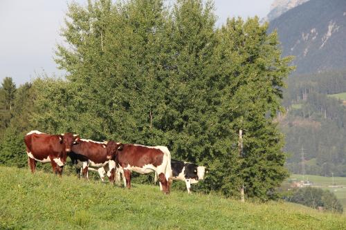 a group of cows standing on a hill near a tree at Ferienhaus Ennsling in Haus im Ennstal