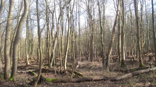 a wooded area with many trees and logs at Hotel Restaurant Anno Nu in Oostkapelle
