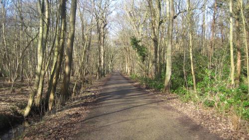 a road in the middle of a forest with trees at Hotel Restaurant Anno Nu in Oostkapelle