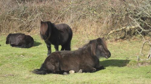 a black horse standing next to two other animals in a field at Hotel Restaurant Anno Nu in Oostkapelle
