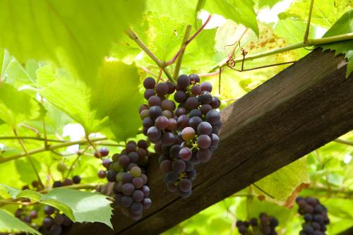 a bunch of purple grapes hanging from a tree at Fletcher Hotel La Ville Blanche in Thorn