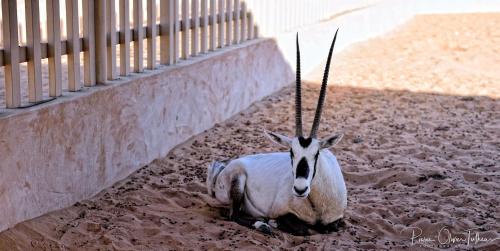 a gazelle laying in the sand next to a fence at Arabian Oryx Camp in Shāhiq