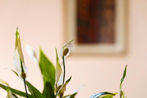 a plant in front of a window at Il Castellaro in Borghi