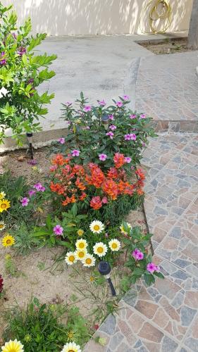 a bunch of colorful flowers in a garden at Lazaros Pissouri Apartments in Pissouri
