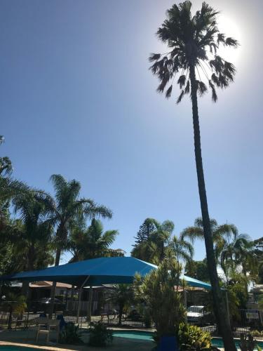a palm tree towering over a pool at a resort at Lani's Holiday Island in Forster