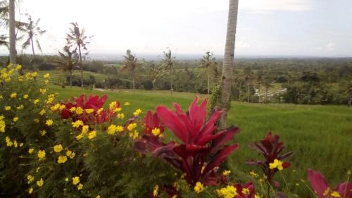 a field of flowers with palm trees in the background at Ijen Farmer Homestay in Banyuwangi