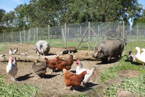 Tiere im Bed & Breakfast oder in der Nähe