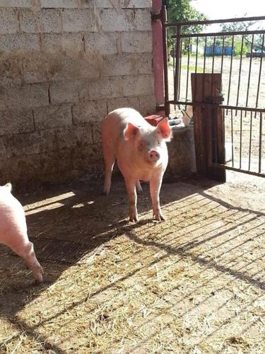 Animales en la estancia rural o alrededores