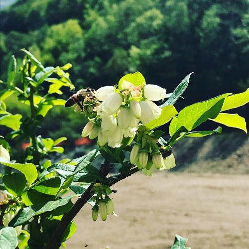 a bee pollinating a white flower on a tree at B&B Valtilí in Berzo