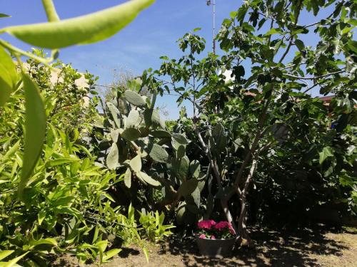 a group of plants and flowers in a garden at Aeroporto Bellini Rooms in Catania