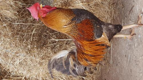 a chicken is standing in some hay at B&B La Grave in Noci