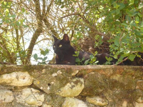 a black cat sitting on top of a stone wall at Le Pigeonnier du Perron Hôtel in Availles en Chatellerault