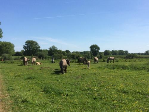 a herd of horses grazing in a field of grass at d'Uyterwaerde in Leut