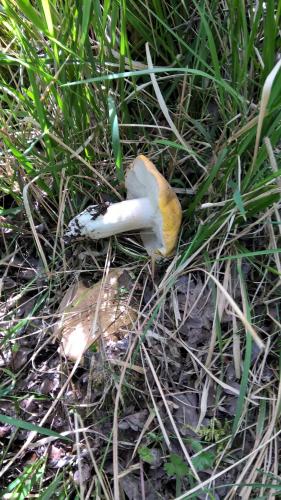 a mushroom on the ground in the grass at B&B Tufaro Alberico in Terranova di Pollino