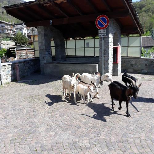 a group of goats standing next to a building at il Battito in Saint Vincent