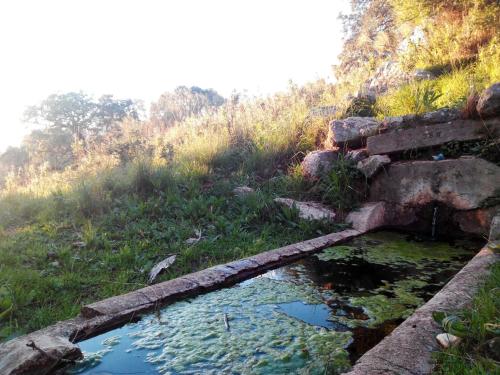a small pool of water in a field with grass at Las Parras in Rute