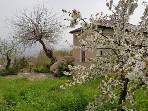 a house with a tree with white flowers in the yard at L'Antico Gelso in Viggiano