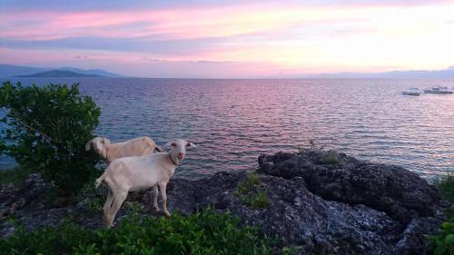 two goats standing on the rocks near the water at Casa de Moalboal in Moalboal