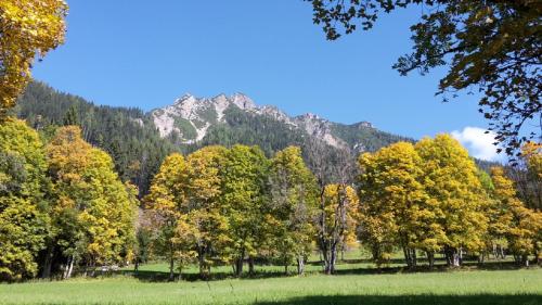 a group of trees with a mountain in the background at Pension Trillerhof in Ramsau am Dachstein
