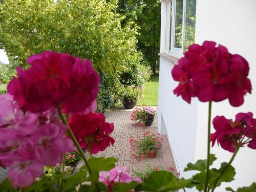 um grupo de flores cor-de-rosa num jardim em Appartement Le Jardin em Lingolsheim