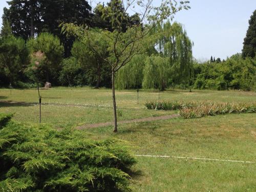 a tree in the middle of a field at Le Mas d'Hermès in Plan-dʼOrgon