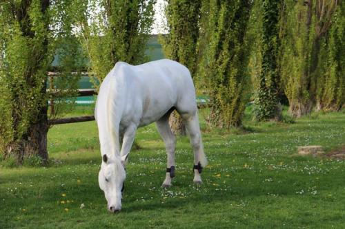 um cavalo branco pastando na grama perto de uma cerca em Le domaine de barbizon em Saint-Martin-en-Bière