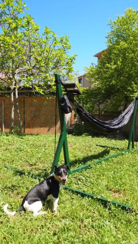 a dog sitting in the grass next to a hammock at Villa Burkopolis in Sozopol