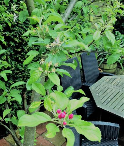 Kebun di luar B&B Coupure